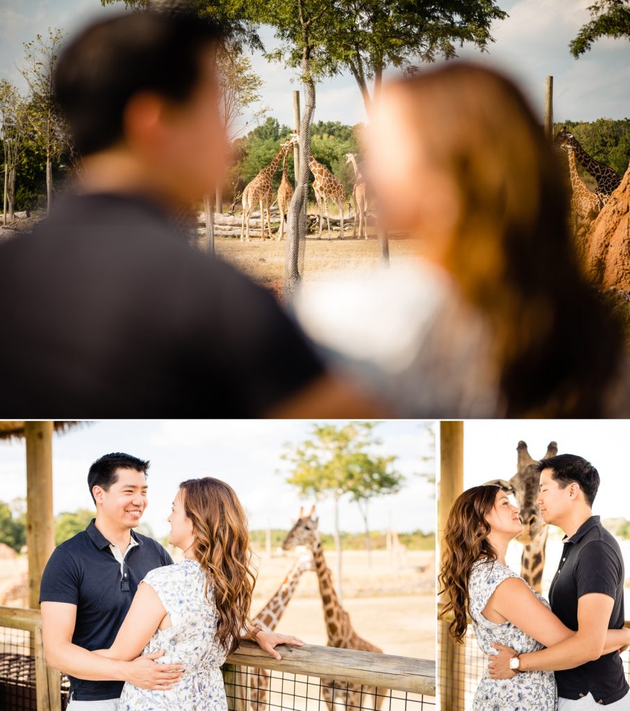 Engagement photos at the Columbus Zoo - couple with giraffe