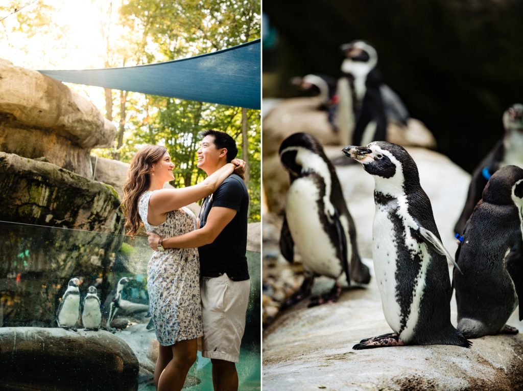 Engagement photos at the Columbus Zoo - couple with penquins