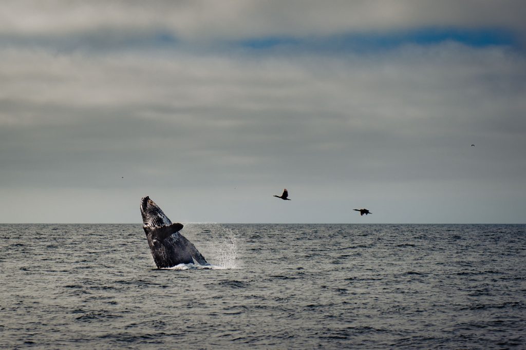 whale breeching near Monterey Bay, CA