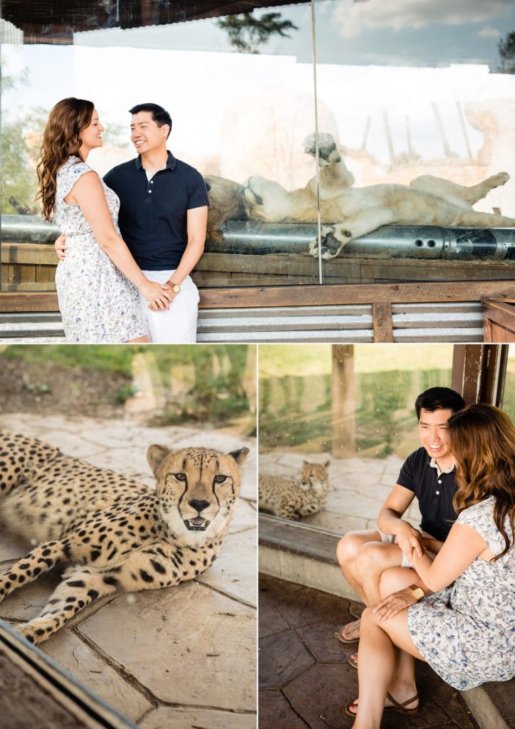 Engagement photos at the Columbus Zoo - couple with lions and cheetahs